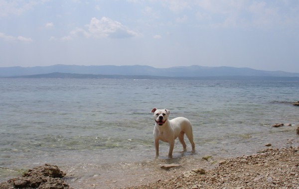 Psie pláže na Brači - Dog Friendly
